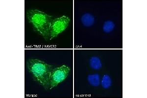 (ABIN185571) Immunofluorescence analysis of paraformaldehyde fixed HepG2 cells, permeabilized with 0.