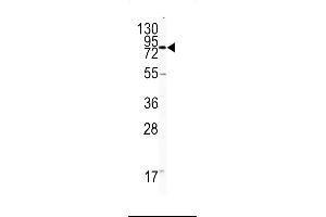 Western blot analysis of CD31 antibody in HL60 cell line lysates (35ug/lane)