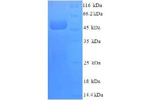 SDS-PAGE (SDS) image for COP9 Signalosome Complex Subunit 7a (COPS7A) (AA 2-275) protein (His-SUMO Tag) (ABIN5711875)