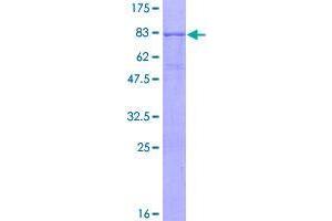 Image no. 1 for Adhesion Molecule with Ig-Like Domain 3 (AMIGO3) (AA 1-504) protein (GST tag) (ABIN1344986)