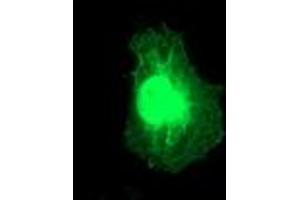 Immunofluorescence (IF) image for anti-Regulator of G-Protein Signaling 5 (RGS5) (AA 1-181) antibody (ABIN1490600) (RGS5 anticorps  (AA 1-181))