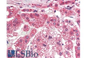 ABIN768623 (5µg/ml) staining of paraffin embedded Human Adrenal Gland.