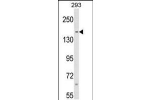 Western blot analysis in 293 cell line lysates (35ug/lane). (SAFB anticorps  (N-Term))