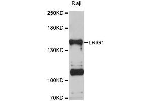 Western blot analysis of extracts of Raji cells, using LRIG1 Antibody (ABIN5998148) at 1:3000 dilution. (Lrig1 anticorps)