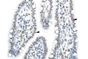 SFPQ antibody was used for immunohistochemistry at a concentration of 4-8 ug/ml to stain Epithelial cells of renal tubule (arrows) in Human Intestine. (SFPQ anticorps)