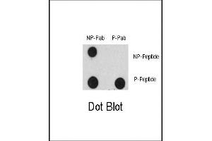 Dot blot analysis of Phospho-EGFR- Antibody (ABIN389764 and ABIN2839686) and EGFR Non Phospho-specific Pab on nitrocellulose membrane. (EGFR anticorps  (pTyr1125))
