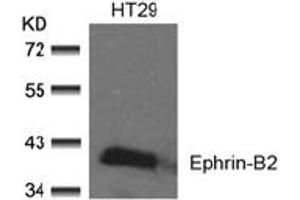 Image no. 2 for anti-Ephrin B2 (EFNB2) (AA 328-332) antibody (ABIN197419) (Ephrin B2 anticorps  (AA 328-332))