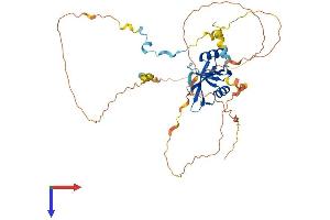 AlphaFold protein structure predicition of Mouse Recombinant Clnk Protein, UniprotID Q9QZE2