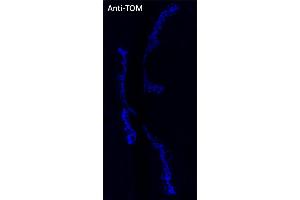 Immunofluorescence (IF) image for anti-tdTomato Fluorescent Protein (tdTomato) antibody (DyLight 405) (ABIN7273111) (tdTomato anticorps  (DyLight 405))