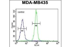 CASP3 Antibody (C-term) (ABIN655271 and ABIN2844863) flow cytometric analysis of MDA-M cells (right histogram) compared to a negative control cell (left histogram).