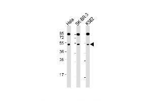 Western Blot at 1:2000 dilution Lane 1: Hela whole cell lysate Lane 2: SK-BR-3 whole cell lysate Lane 3: K562 whole cell lysate Lysates/proteins at 20 ug per lane. (SLC16A13 anticorps  (C-Term))