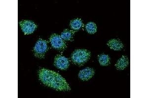 Confocal immunofluorescent analysis of IRF9 antibody with HeLa cells followed by Alexa Fluor 488-conjugated goat anti-rabbit lgG (green). (IRF9 anticorps  (AA 75-104))