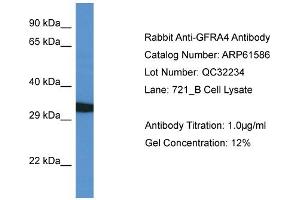 Western Blotting (WB) image for anti-GDNF Family Receptor alpha 4 (GFRA4) (C-Term) antibody (ABIN2774318) (GFRA4 anticorps  (C-Term))