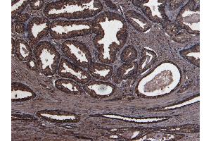 ABIN185470 (8 μg/mL) staining of paraffin embedded Human Prostate. (PLAU anticorps  (C-Term))