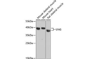 Western blot analysis of extracts of various cell lines, using UNG antibody (ABIN6135163, ABIN6149935, ABIN6149937 and ABIN6217044) at 1:3000 dilution.