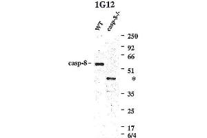 Western blot using anti-Caspase-8 (mouse), mAb (1G12)  detecting endogenous caspase-8 in MEFs from WT mice, but not in MEFs from caspase-8-/- mice.
