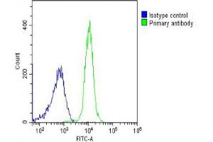 Overlay histogram showing K562 cells stained with (ABIN6243007 and ABIN6578664) (green line).