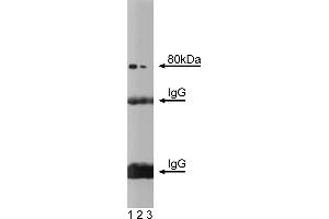 Western Blotting (WB) image for anti-Solute Carrier Family 3 (Activators of Dibasic and Neutral Amino Acid Transport), Member 2 (SLC3A2) (AA 9-204) antibody (ABIN968570)