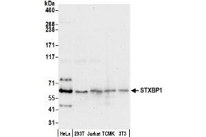 Western Blotting (WB) image for anti-Syntaxin Binding Protein 1 (STXBP1) (AA 150-200) antibody (ABIN7450788)