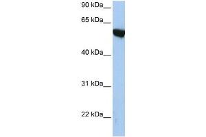APBA3 antibody (70R-10533) used at 1. (APBA3 anticorps  (N-Term))