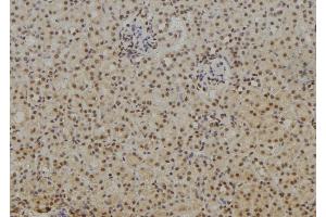 ABIN6269188 at 1/100 staining Rat kidney tissue by IHC-P.