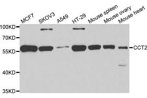 Western blot analysis of extracts of various cell lines, using CCT2 antibody. (CCT2 anticorps)