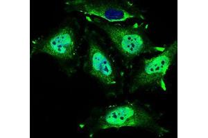 Immunofluorescence analysis of HeLa cells using MRPL42 mouse mAb (green).