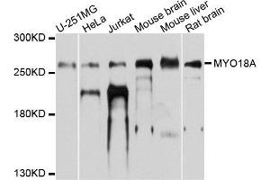Western blot analysis of extracts of various cells, using MYO18A antibody. (Myosin XVIIIA anticorps)