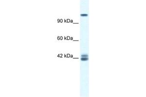 Western Blotting (WB) image for anti-Glutamate Receptor, Ionotropic, N-Methyl D-Aspartate 2c (GRIN2C) antibody (ABIN2461089) (GRIN2C anticorps)
