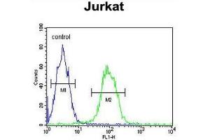 T150A Antibody (Center) flow cytometric analysis of Jurkat cells (right histogram) compared to a negative control cell (left histogram). (TMEM150A anticorps  (Middle Region))