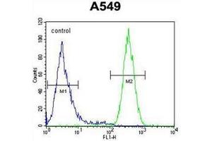 Flow cytometric analysis of A549 cells using Neugrin Antibody (C-term) Cat.