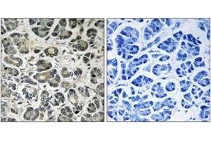 Immunohistochemistry analysis of paraffin-embedded human pancreas tissue, using NDUFA8 Antibody. (NDUFA8 anticorps  (AA 109-158))