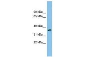 Image no. 1 for anti-Aldo-keto Reductase Family 1, Member C2 (AKR1C2) (AA 35-84) antibody (ABIN6745037)