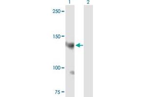 Western Blot analysis of AKAP13 expression in transfected 293T cell line by AKAP13 MaxPab polyclonal antibody.