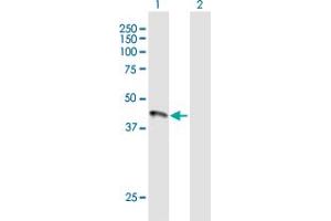 Western Blot analysis of HFE expression in transfected 293T cell line by HFE MaxPab polyclonal antibody.