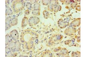 Immunohistochemistry of paraffin-embedded human pancreatic tissue using ABIN7172857 at dilution of 1:100