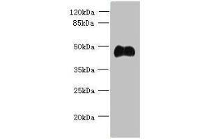 Western blot All lanes: ABI3 antibody at 5 μg/mL + Mouse heart tissue Secondary Goat polyclonal to rabbit IgG at 1/10000 dilution Predicted band size: 40, 39 kDa Observed band size: 40 kDa (ABI3 anticorps  (AA 1-366))