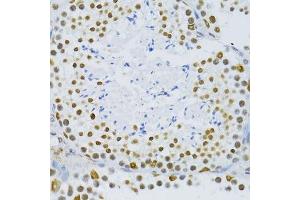 Immunohistochemistry of paraffin-embedded mouse testis using SNRNP70 antibody.