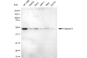 anti-Caspase 5, Apoptosis-Related Cysteine Peptidase (CASP5) antibody