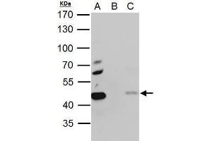 IP Image EBP1 antibody immunoprecipitates EBP1 protein in IP experiments. (PA2G4 anticorps)