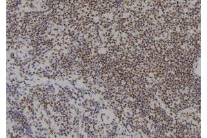 ABIN6279504 at 1/100 staining Human spleen tissue by IHC-P.