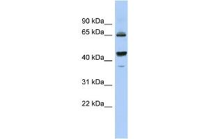 WB Suggested Anti-PDE12 Antibody Titration: 0. (PDE12 anticorps  (Middle Region))