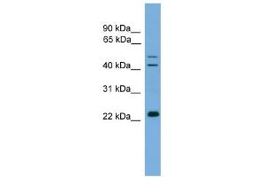 WB Suggested Anti-CHP Antibody Titration: 0. (CHP anticorps  (N-Term))