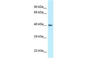 WB Suggested Anti-Gnaq Antibody Titration: 1. (GNAQ anticorps  (Middle Region))