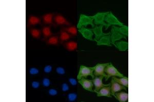 ABIN6259040 and ABIN6274387 staining Hela cells(45 min of heat-shock) by IF/ICC. (DAK anticorps  (Internal Region))