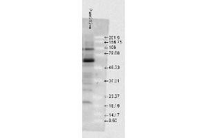 Western blot analysis of Mouse Pam212 cells showing detection of HSP70 protein using Rabbit Anti-HSP70 Polyclonal Antibody .