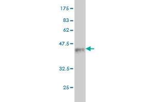 Western Blot detection against Immunogen (37. (DNER anticorps  (AA 368-476))