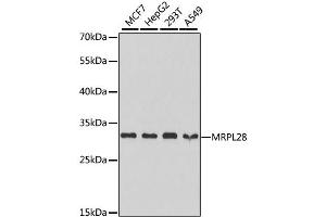 Western blot analysis of extracts of various cell lines, using MRPL28 antibody (ABIN1876936) at 1:1000 dilution. (MRPL28 anticorps)