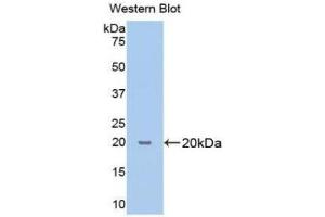 Western Blotting (WB) image for anti-Cyclophilin B (PPIB) (AA 47-216) antibody (ABIN1172621) (PPIB anticorps  (AA 47-216))