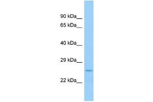 WB Suggested Anti-Fgf9 Antibody Titration: 1. (FGF9 anticorps  (N-Term))